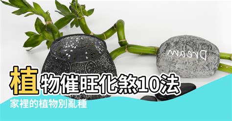 植物枯萎風水|家裡的植物別亂種！命理師湯鎮瑋曝5大植栽風水禁忌…